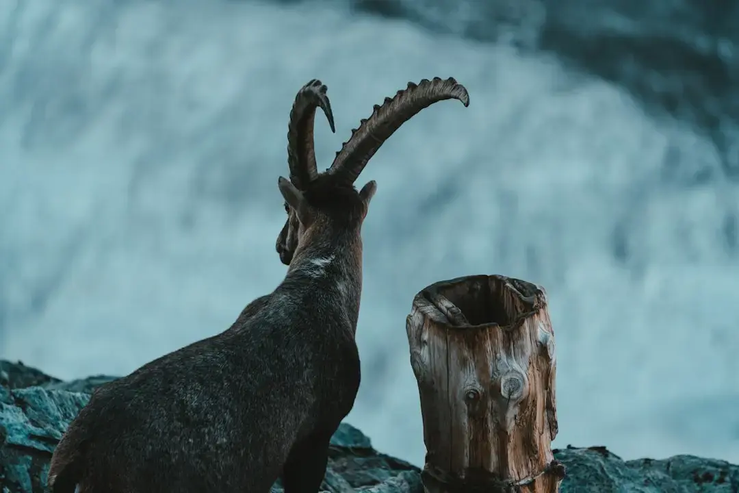Capricorn Lună Plină dă jos săptămâna