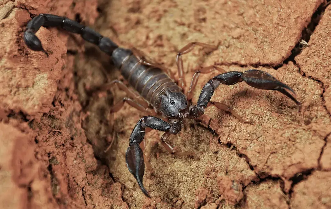 Scorpionii, în fața provocărilor: o săptămână de răscruce