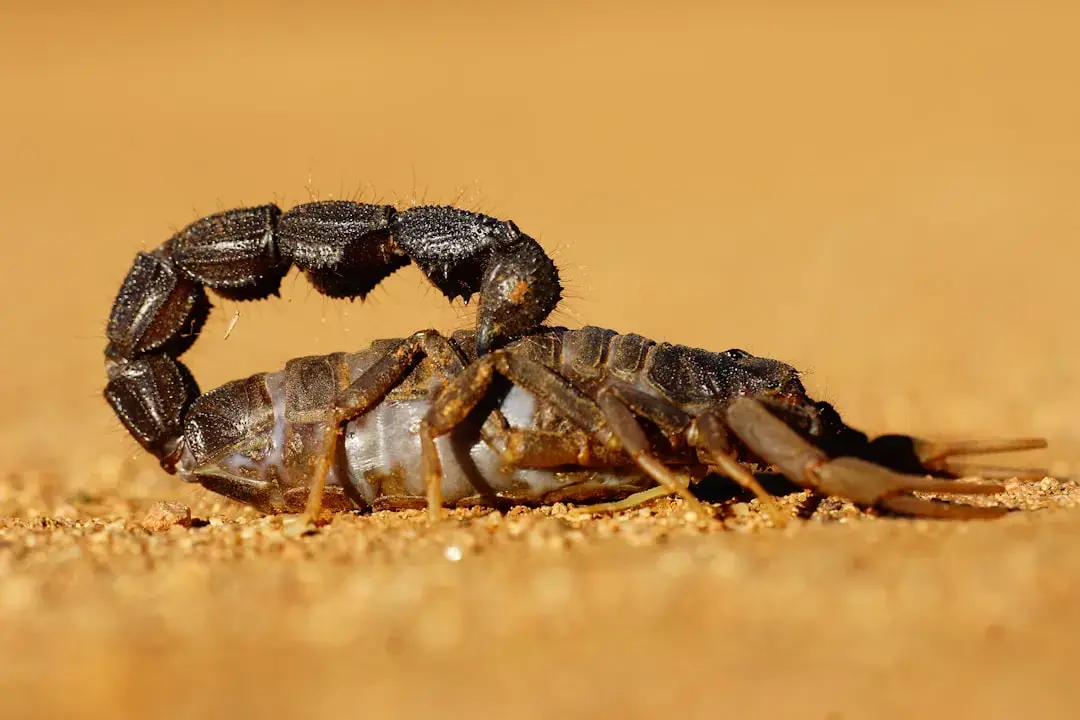 Scorpionii, între vis și realitate: Acțiunea decide soarta zilei de 6 iulie
