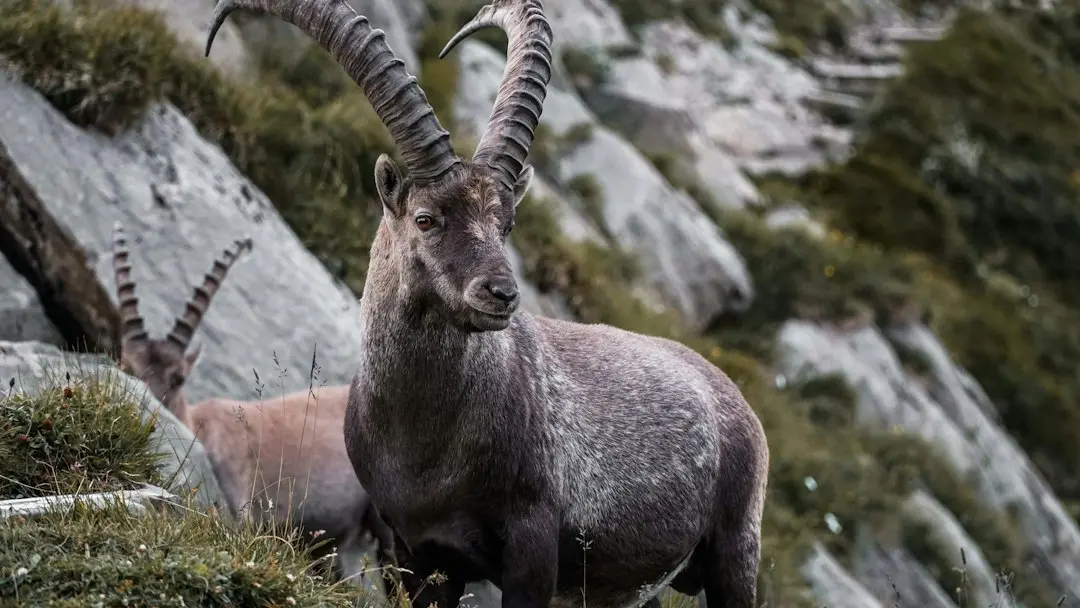 Prognoză zilnică Capricorn: Obiectivele profesionale se schimbă în urma retrogradei lui Venus