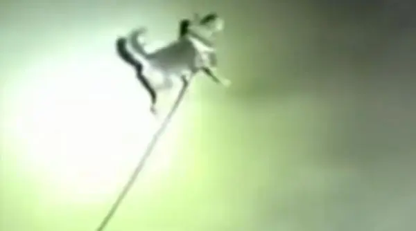 Un câine a oprit poliția în mijlocul drumului ca să-și salveze stăpânul